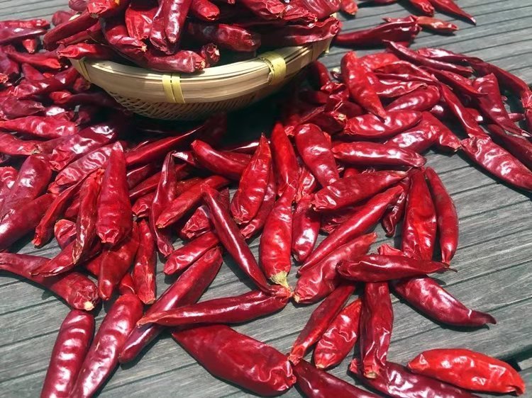 新鲜朝天椒用天然棉线从椒柄基部穿串,每串20–25个,悬挂于竹架上,椒体自然下垂、间距均匀,背景为干燥通风的农家檐下晾晒区,光线柔和无直射 朝天椒穿串晾晒实景图