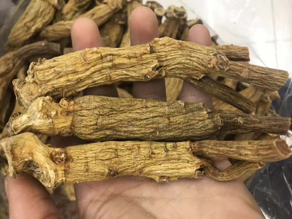 高丽参与其他参类对比图