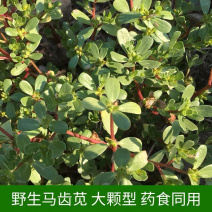 马齿苋种子野菜种子野生食用野菜