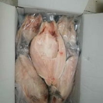 开背巴沙鱼