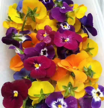 新鲜三色堇鲜花西餐配菜可食用花高档餐厅优选