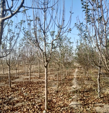 [沙果树苗批发]沙果价格45.00元/棵 - 一亩田
