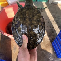 1-4斤外塘生态黑花鳖甲鱼