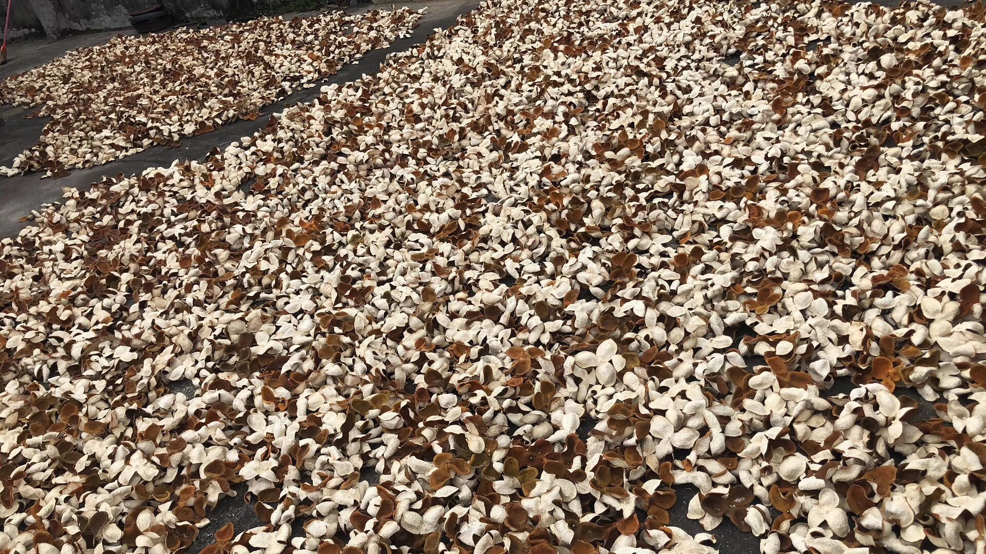 工作人员正在对柑桔树干涂刷防治缠皮虫的药剂 柑桔树干涂刷农药图