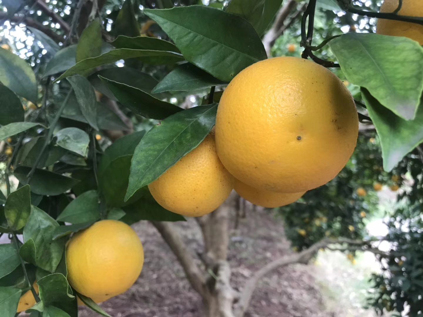 冰糖橙树整体外观