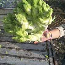 儿菜，儿菜