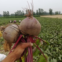 红甜菜根
