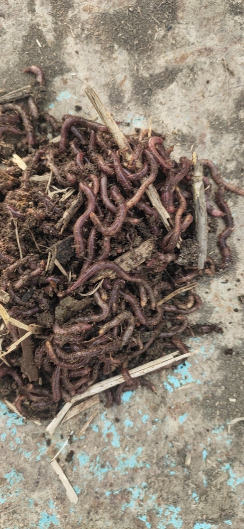 出售鲜活大平2号养殖红蚯蚓,保质保量欢迎新老客户来场做客
