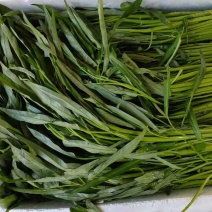 空心菜（徐闻县特产便宜又好吃）