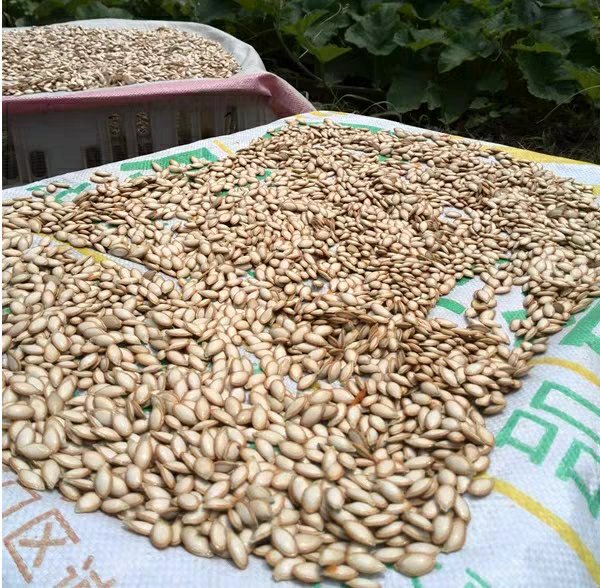 老南瓜干成品展示