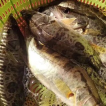 野生桂花鱼