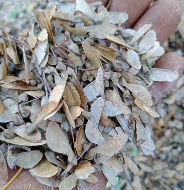 [枫树种子批发]三角枫种子,质量保证,价格便宜价格40.