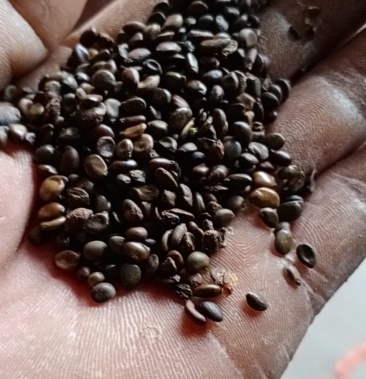 黄槐种子质量保证价格便宜