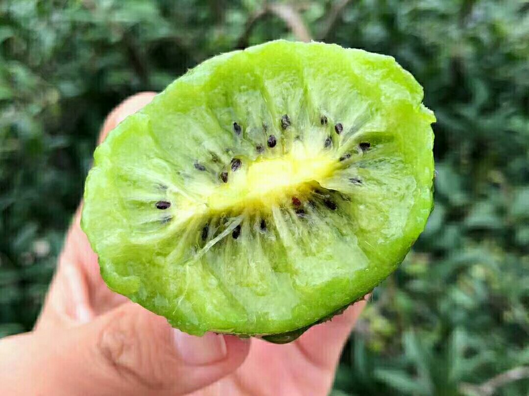 一颗成熟的海沃德猕猴桃被横向切开,露出翠绿色果肉、放射状黑色小籽和中心白色髓部,果肉质地细腻,汁液饱满,周围摆放测量尺以显示果实直径约为7厘米 切开的海沃德猕猴桃横截面特写