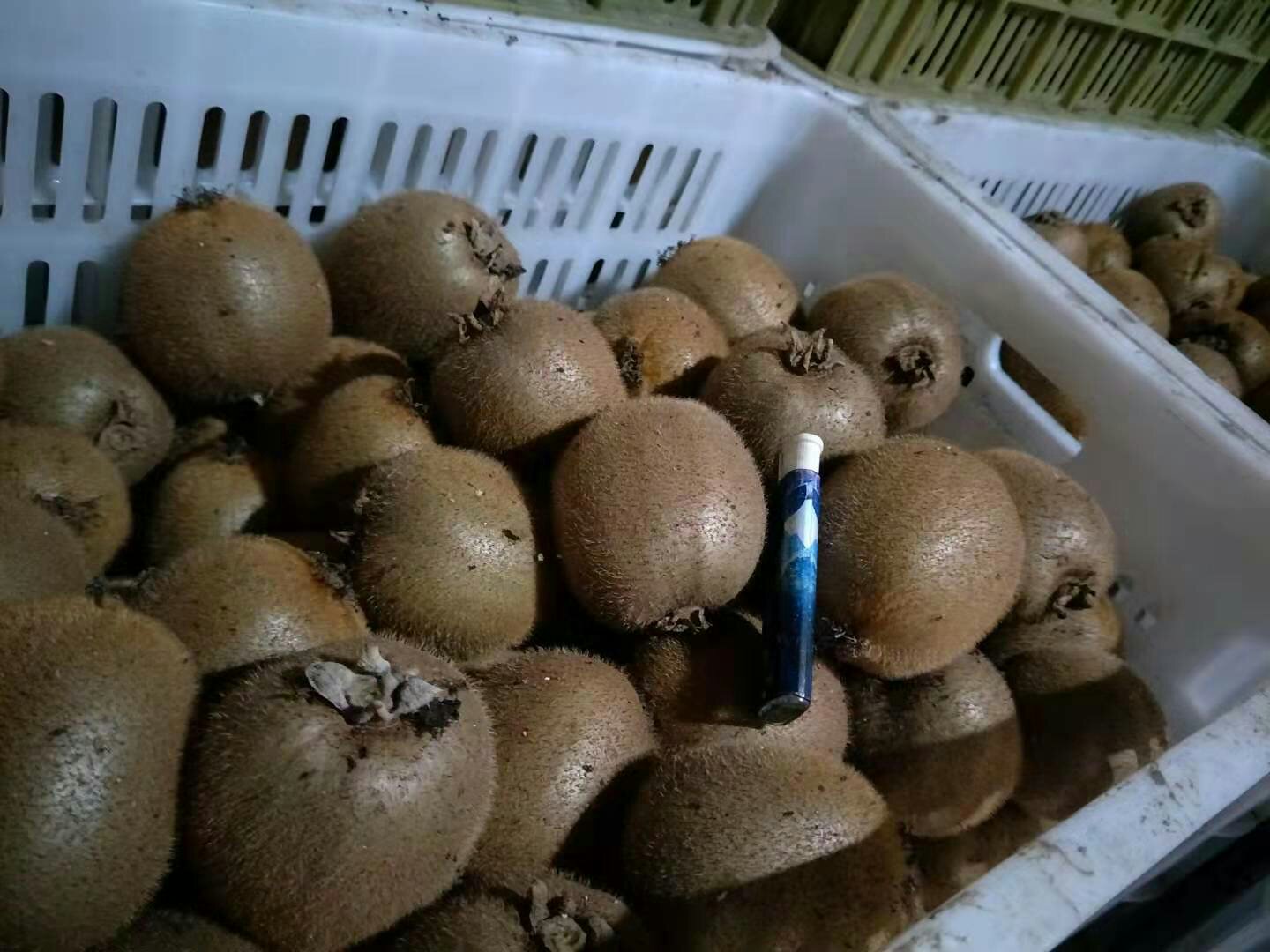 家庭催熟猕猴桃操作示意图