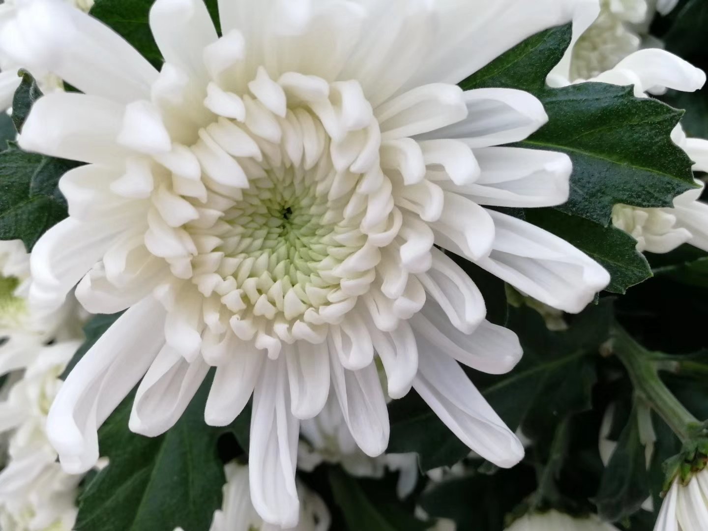 实景拍摄:耐热型‘雏菊类’植物夏季开花实况,突出其区别于传统雏菊的异色花瓣、银灰色绒毛叶及半阴栽培环境,展示高温下花型完整、无焦边萎蔫 夏季庭院一角:一丛非洲雏菊(Osteospermum)在浅蓝色陶盆中盛放,花朵呈粉紫色渐变,花瓣细长舒展,花心深蓝,叶片银灰披绒毛;背景为半阴藤架与鹅卵石小径,体现高温环境下的健康生长状态