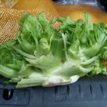 儿菜