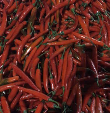 [红椒批发]海花红价格0.90元/斤 - 一亩田