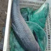 微山湖青鱼批发