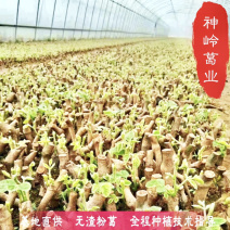 种植苗质量有保证冬季春季葛根苗地栽扦插葛根种苗