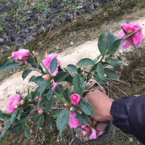 茶梅