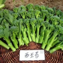 西兰苔，山东特菜批发
