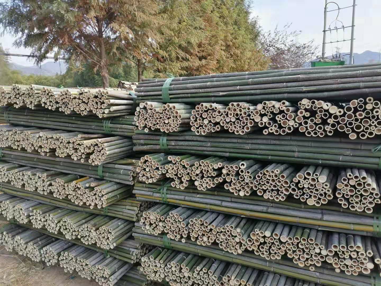 山竹树整体形态