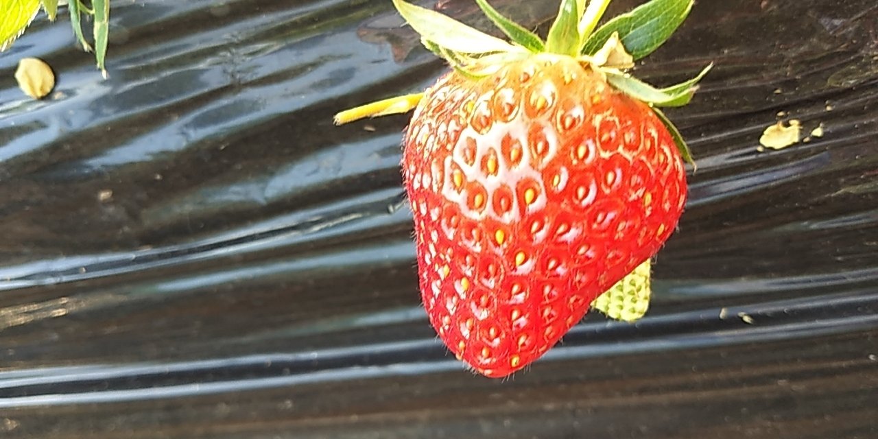 奶油草莓成熟果实特写