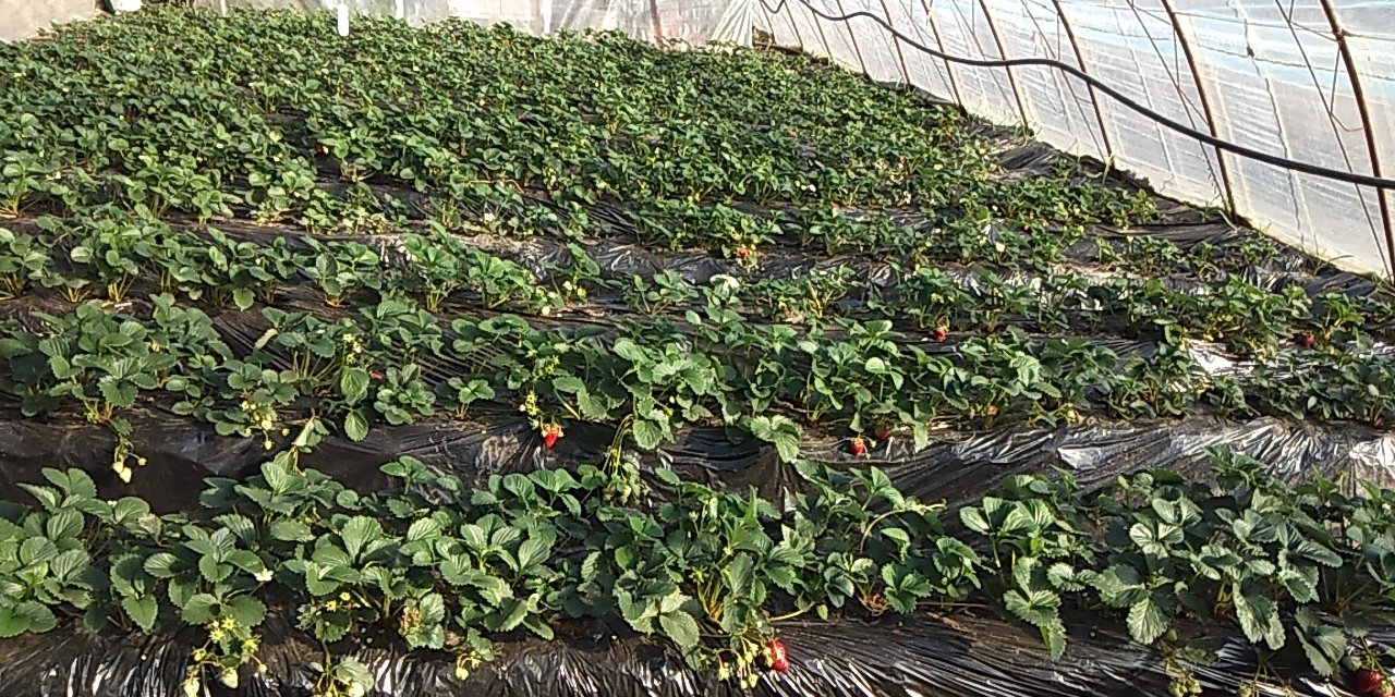 冬季奶油草莓在温室大棚中生长良好,果实饱满,颜色鲜红 奶油草莓冬季大棚种植