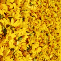 少量野菊花宜昌可送上门
