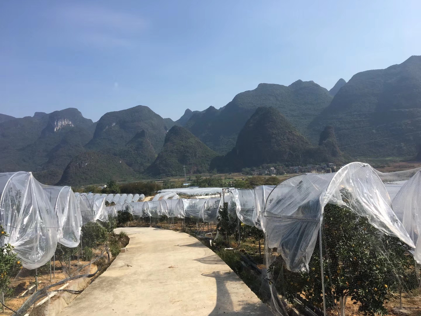 金桔树冬季防寒保护实景图