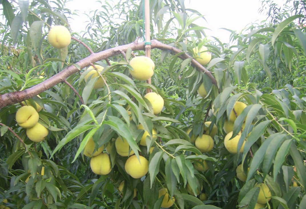 成熟黄桃挂满枝头的果园全景