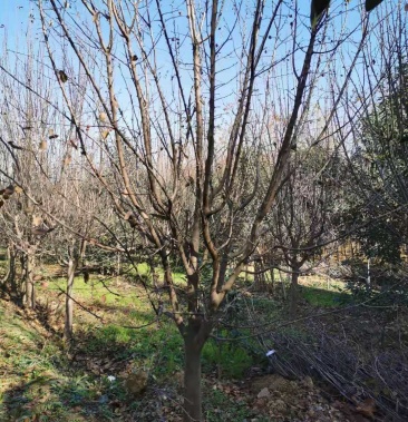 8-9-10cm北美海棠 树形优美 冠幅饱满