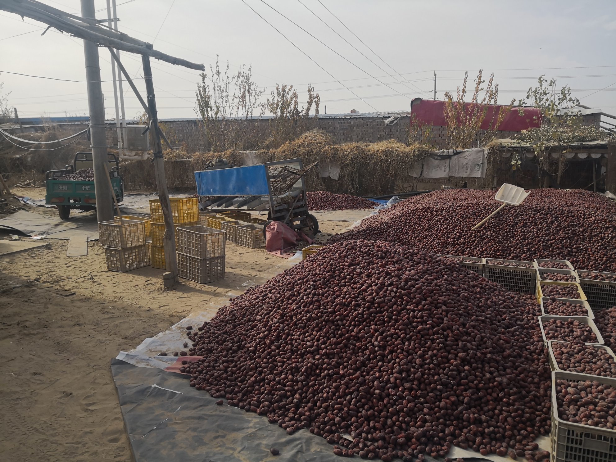 和田大枣晾晒场景
