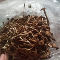 古田5号茶树菇不开伞量大运费商议请按购买数量拍否则不发货