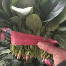 菠菜大叶菠菜，小根菠菜25~30厘米，蔬菜滞销了
