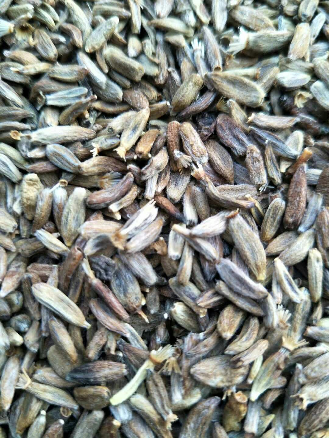 白术种子白术种苗免费技术指导包回收