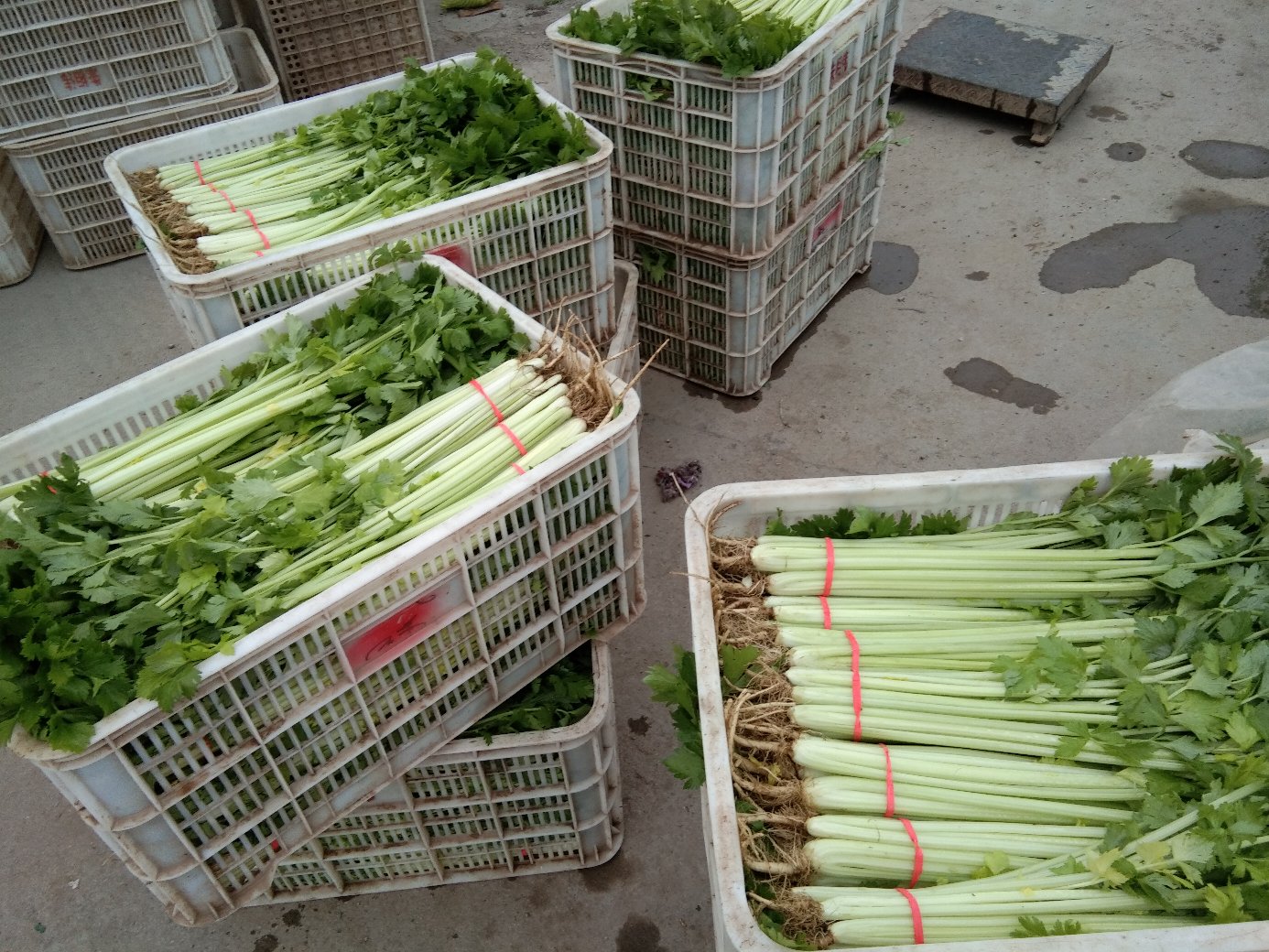 室内分拣车间内,工人们正在对刚采收的香芹进行修剪和分级,桌上摆放着不同规格的香芹捆扎成品,旁边有冷链运输箱和二维码溯源标签,展示从产地到市场的完整链条 香芹采收与分拣场景