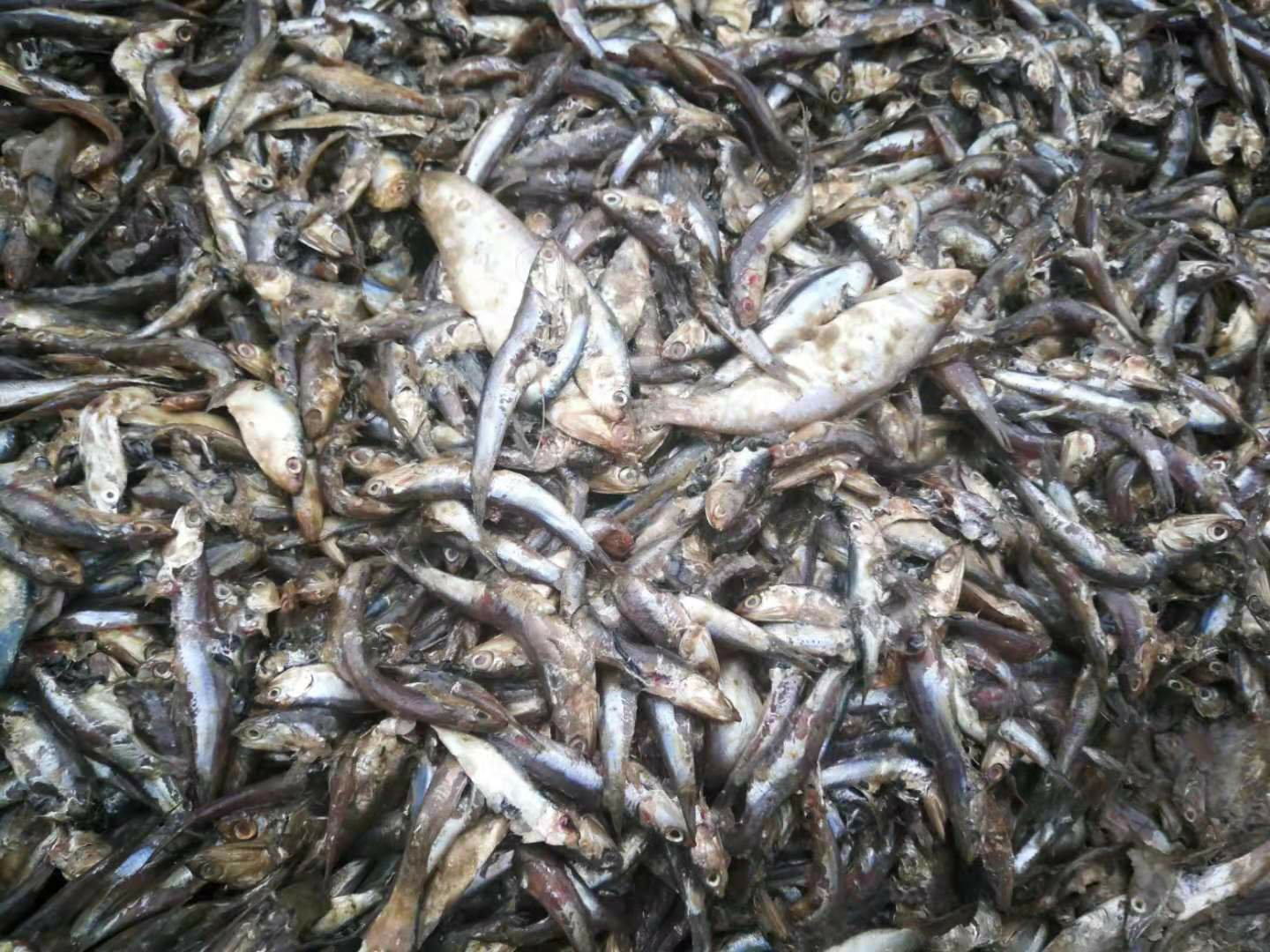 微生物制剂在水产养殖中的应用