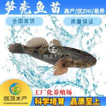【基地直销】泰国笋壳鱼苗云斑尖塘鳢淡水养殖
