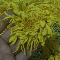 金丝皇菊