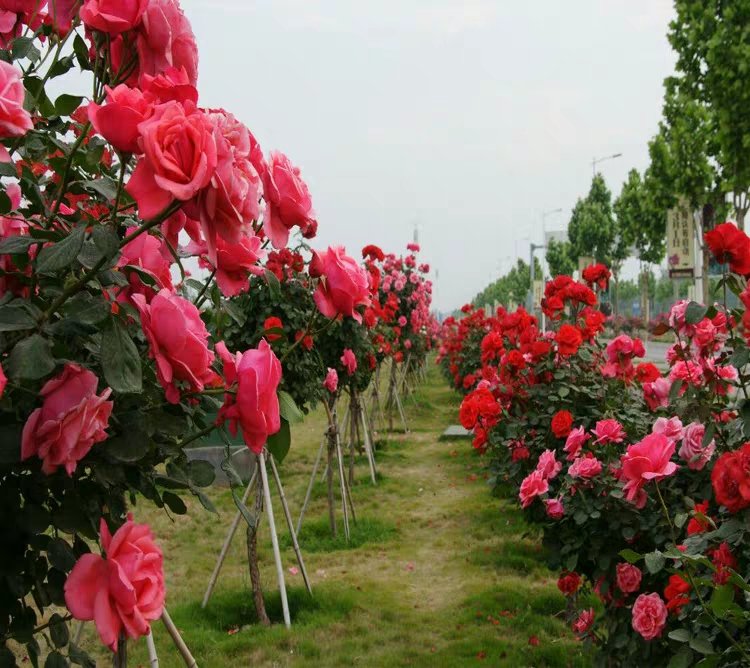 春季花园全景，大花月季与其他花卉共同盛开，形成丰富的色彩层次