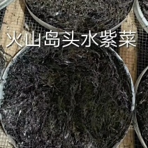 火山岛紫菜