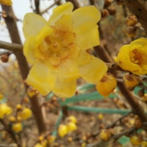 腊梅桩，丛生腊梅，独杆腊梅，腊梅花枝，花