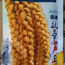 小米谷子种子大田菜园高产谷种粮食种子每袋3两