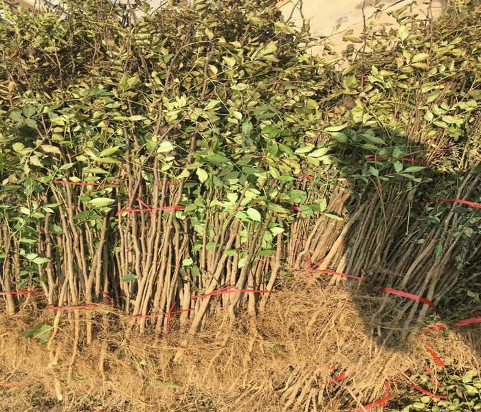 花椒树病虫害防治示意图