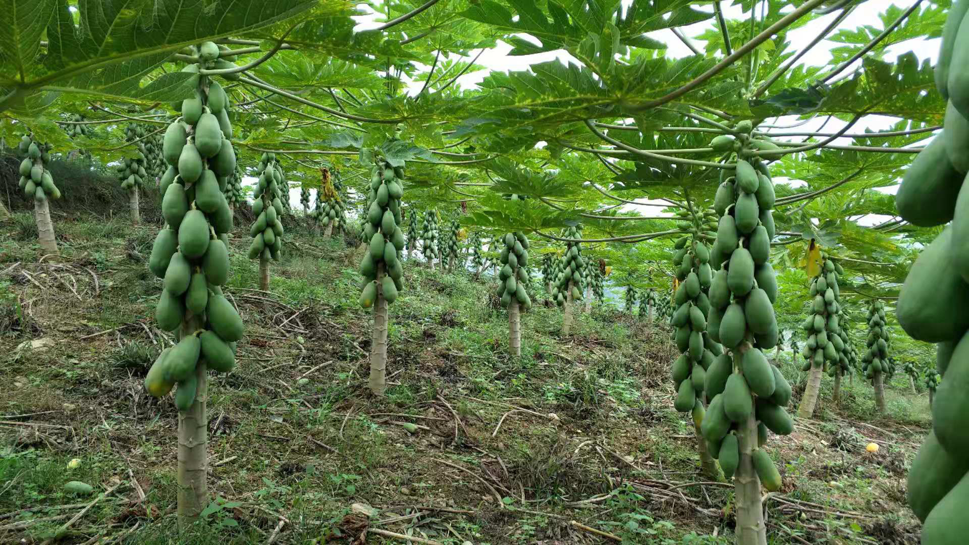 木瓜果实悬挂于茎干