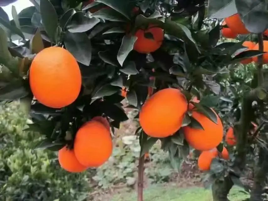 湖南怀化冰糖橙三县主产区成熟期对比日历图