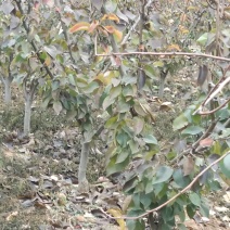 成年占地梨树