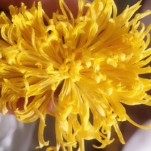 金丝皇菊